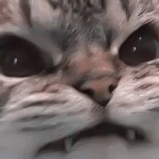 животное млекопитающее кошка