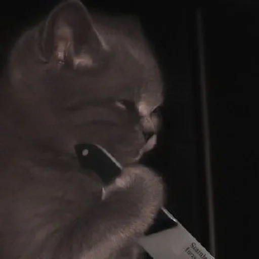 кошки малого и среднего размера кошачьи кошка