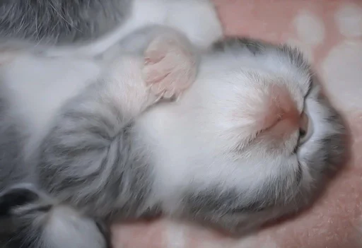 млекопитающее животное котёнок