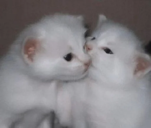 млекопитающее животное кошка