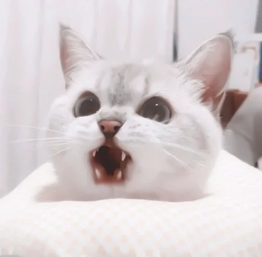 млекопитающее животное кошка