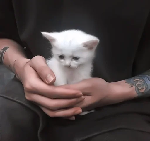 млекопитающее Человек животное