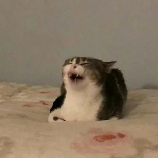 animal mammal indoor