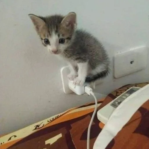 комнатный кошки малого и среднего размера кошачьи