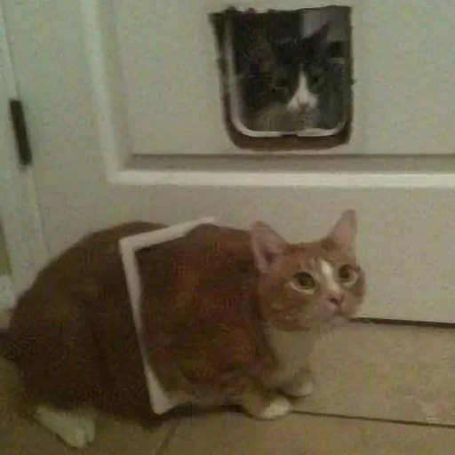 indoor small to medium-sized cats domestic cat