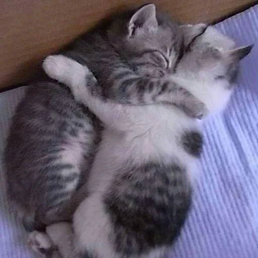 кошки малого и среднего размера кошачьи млекопитающее