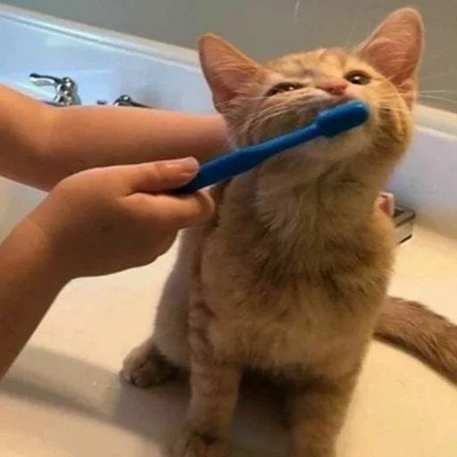 animal indoor bathroom