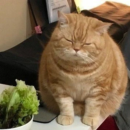 small to medium-sized cats indoor felidae