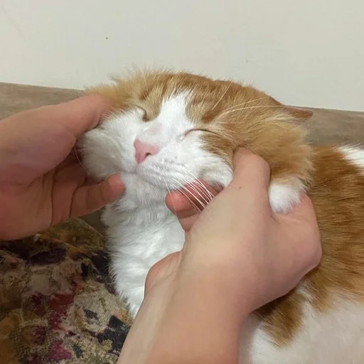 mammal animal person