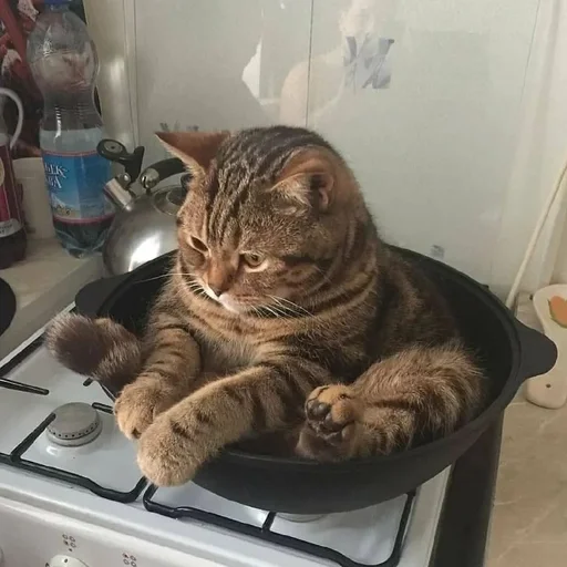 indoor felidae small to medium-sized cats