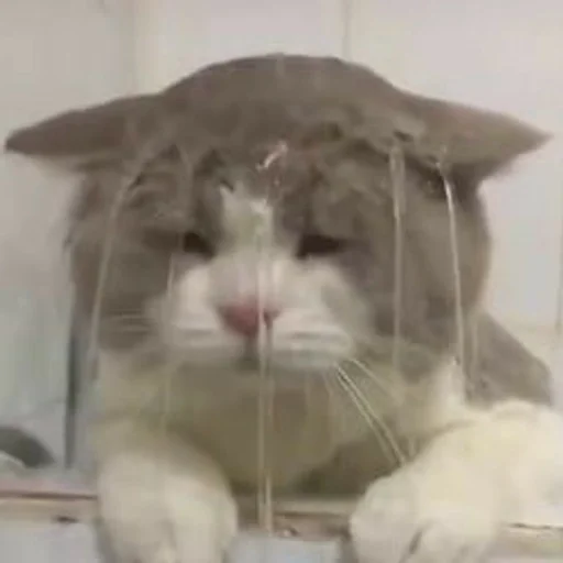 mammal animal rabbit