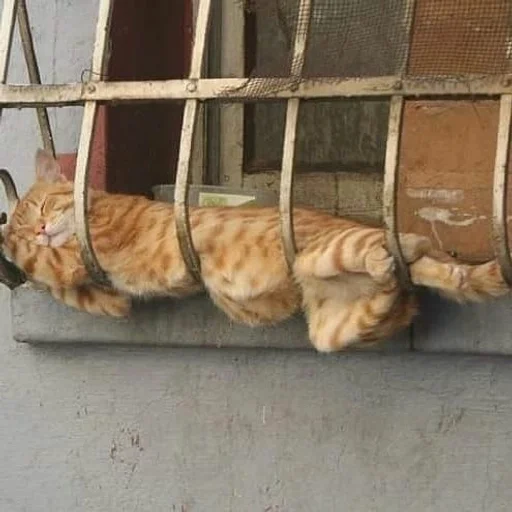 felidae small to medium-sized cats cat