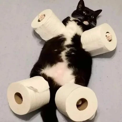 cat animal paper towel