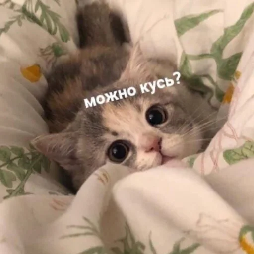 Стикер kittens_33 - 1