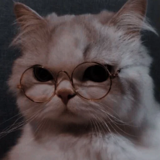 Sticker kittens_33 - 1