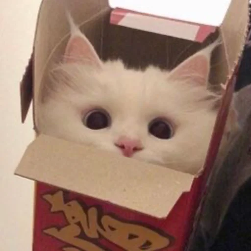 Sticker kittens_33 - 1