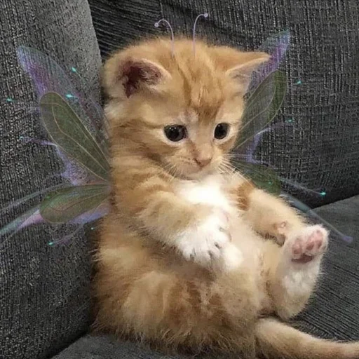 Sticker kittens_33 - 1