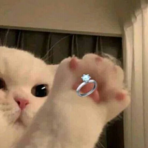 Стикер kittens_33 - 1