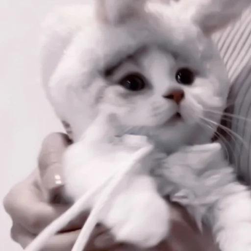 Sticker kittens_33 - 1