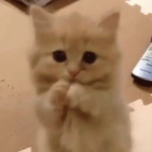 Стикер kittens_33 - 1