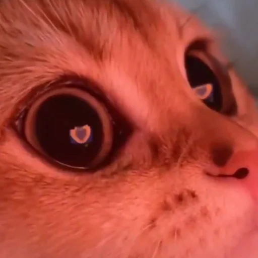 Sticker kittens_33 - 1