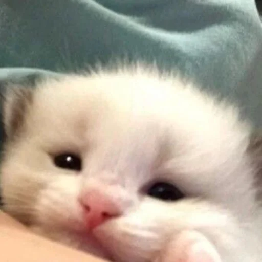 Sticker kittens_33 - 1