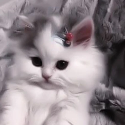 Sticker kittens_33 - 1