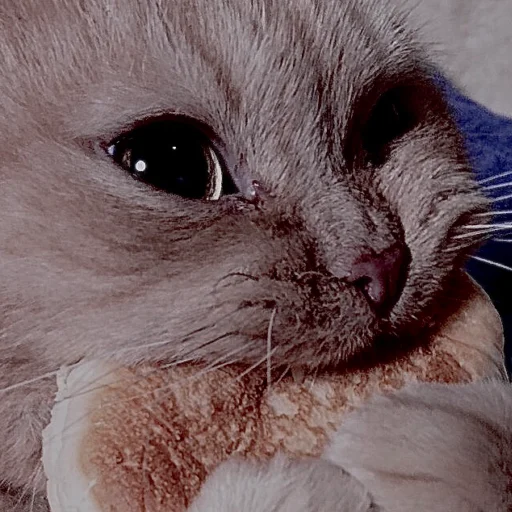 Sticker kittens_33 - 1