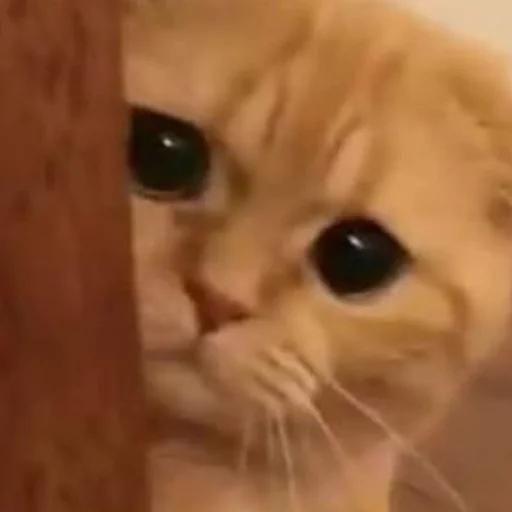 Стикер kittens_33 - 1