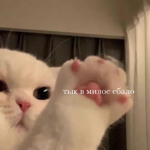 Стикер kittens_33 - 1