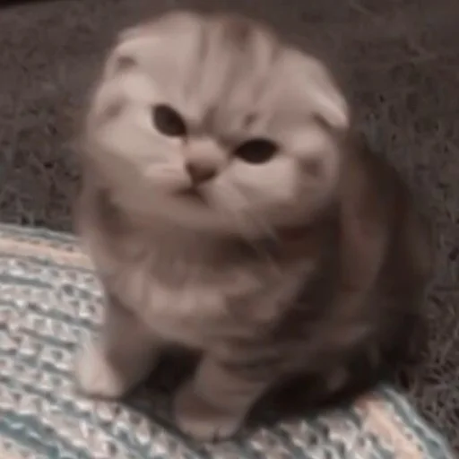 Sticker kittens_33 - 1