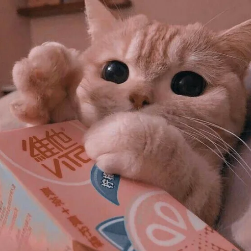 Sticker kittens_33 - 1