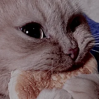 Стикер котики. - 11