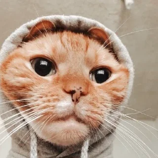 Стикер котики. - 7