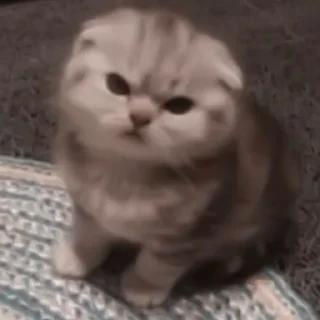 Стикер котики. - 2