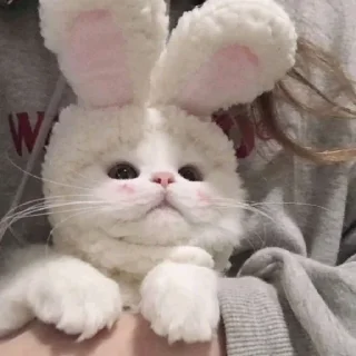 Стикер котики. - 8