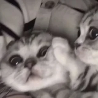 Стикер котики. - 5