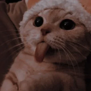 Стикер котики. - 4