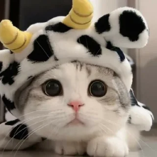 Стикер котики. - 10