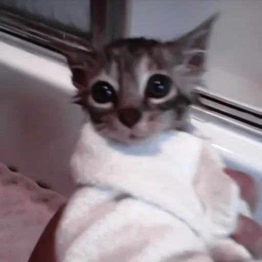 кошки малого и среднего размера комнатный кошка