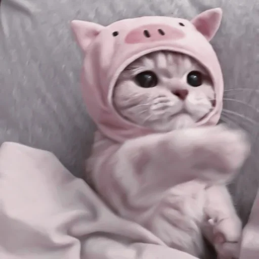 комнатный кошки малого и среднего размера кошачьи