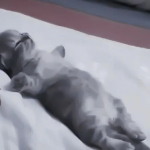 прокладка комнатный животное