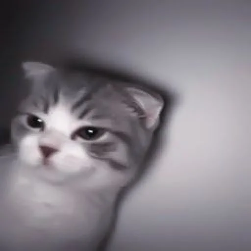 млекопитающее животное кошка