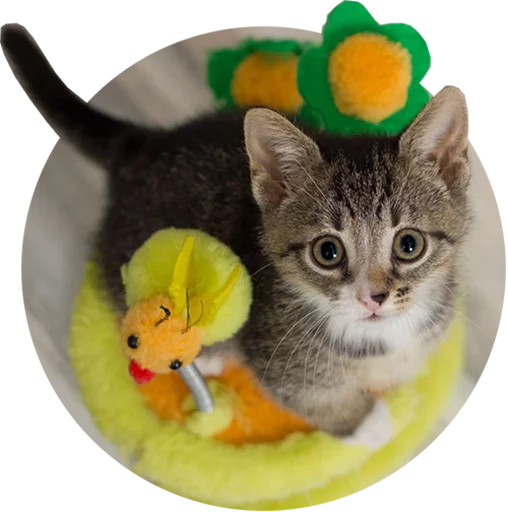 animal small to medium-sized cats felidae