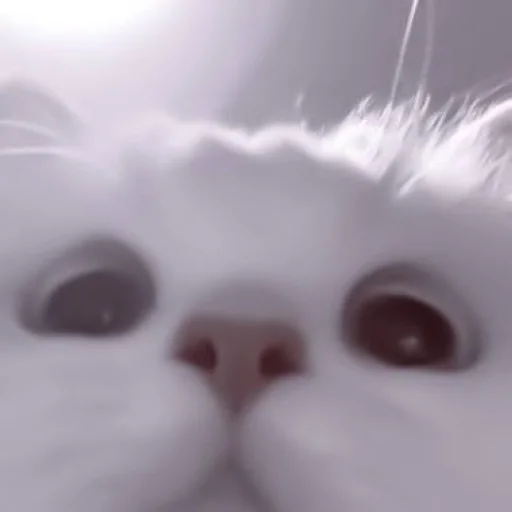 млекопитающее животное кошка