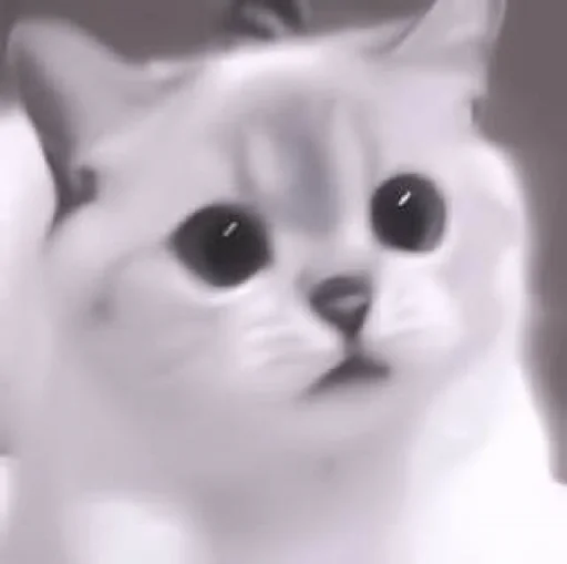 кошка домашняя кошка кошки малого и среднего размера