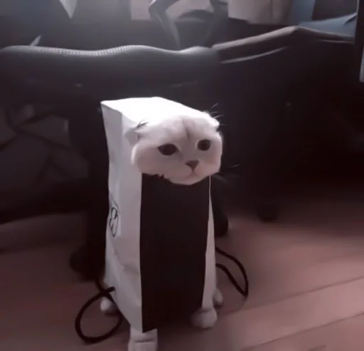 кошка животное млекопитающее