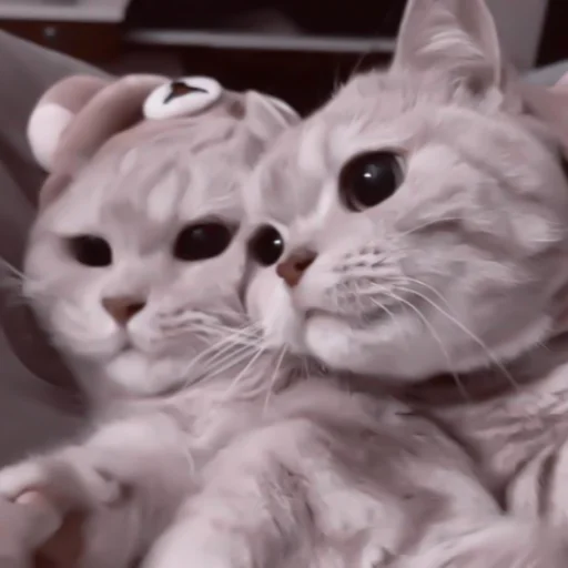 млекопитающее животное кошка