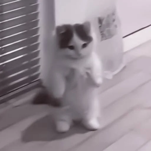 small to medium-sized cats felidae indoor