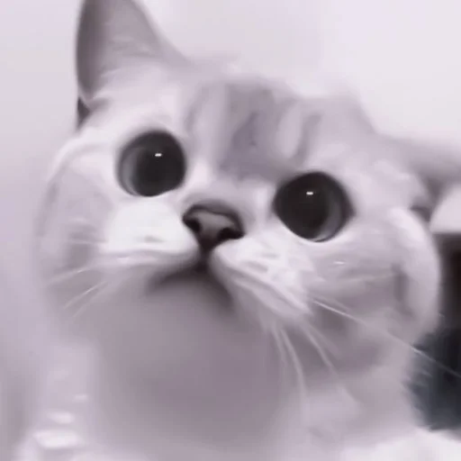 cat domestic cat mammal